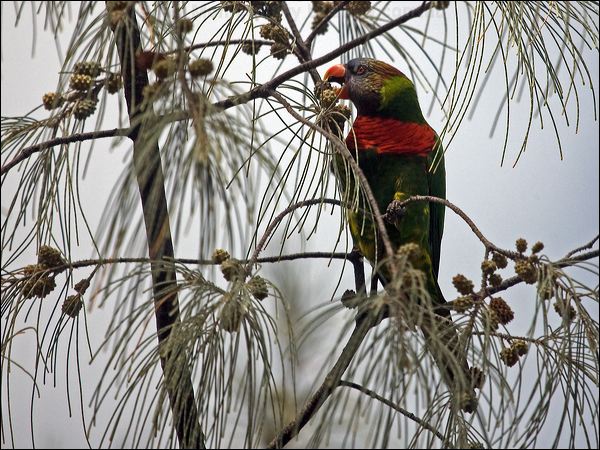 Coconut Lorikeet coconut_lorikeet_165355.psd