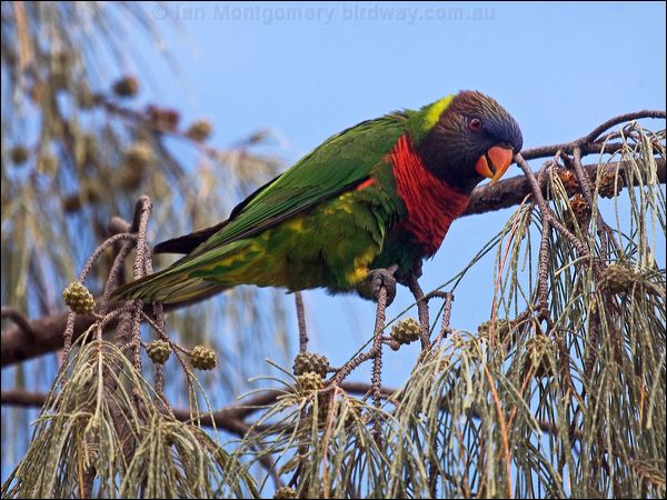 Coconut Lorikeet coconut_lorikeet_165397.psd