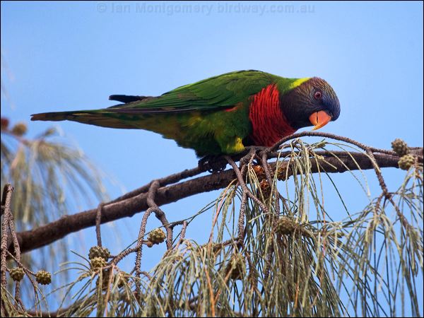 Coconut Lorikeet coconut_lorikeet_165406.psd