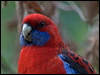 crimson_rosella_154519
