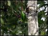 doubleeyedfigparrot_04470