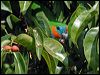 doubleeyedfigparrot_14159