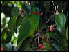 doubleeyedfigparrot_14176