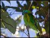 doubleeyedfigparrot_156622