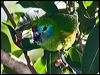 Click here to enter gallery and see photos of Double-eyed Fig-Parrot