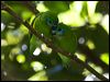 doubleeyedfigparrot_84650