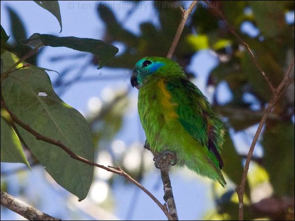 Double-eyed Fig-parrot doubleeyedfigparrot_156622.psd