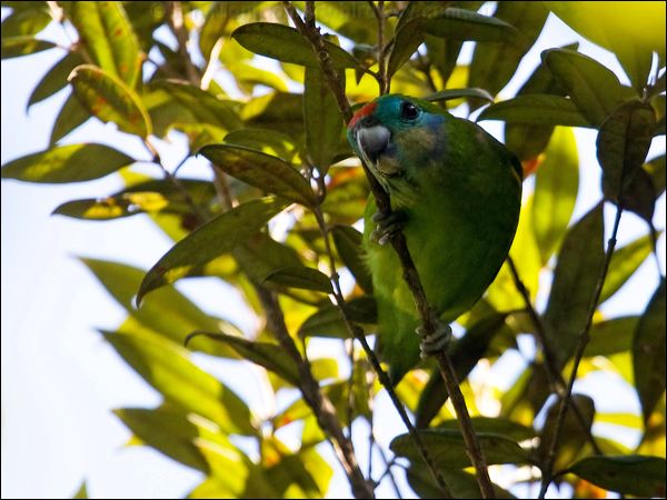 Double-eyed Fig-parrot doubleeyedfigparrot_84640.psd