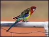 eastern_rosella_115317