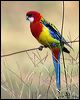 eastern_rosella_115332