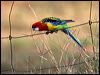 eastern_rosella_115336