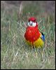eastern_rosella_115338