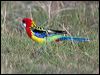 eastern_rosella_115340