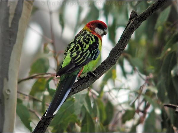 Eastern Rosella eastern_rosella_09773.jpg