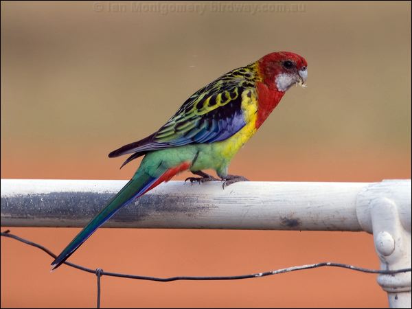 Eastern Rosella eastern_rosella_115317.psd