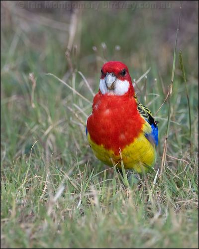 Eastern Rosella eastern_rosella_115338.psd