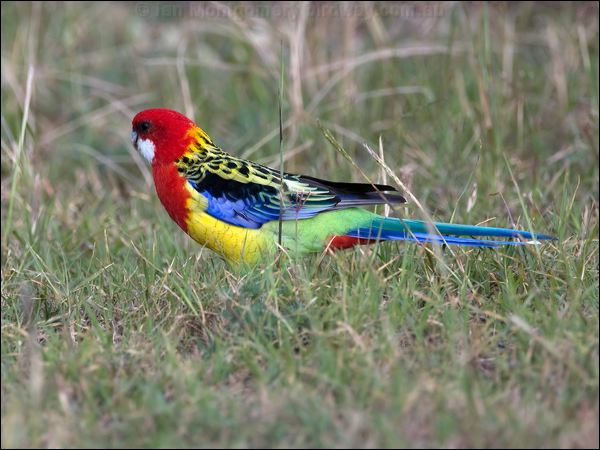 Eastern Rosella eastern_rosella_115340.psd