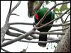 eclectus_parrot_30254