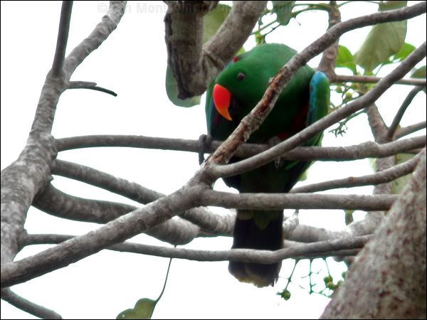 Eclectus Parrot eclectus_parrot_30254.jpg