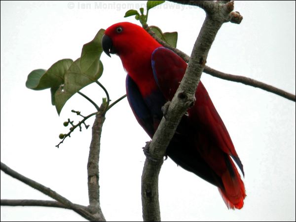 Eclectus Parrot eclectus_parrot_30271.jpg