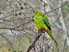 Click here to enter Elegant Parrot photo gallery