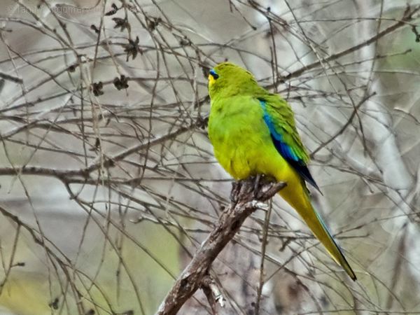 Elegant Parrot elegant_parrot_216951.psd