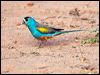 Click here to enter gallery and see photos of Golden-shouldered Parrot