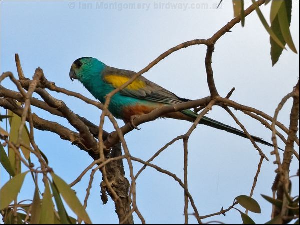 Golden-shouldered Parrot goldshoulderparrot_105043.psd