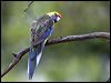 Click here to enter gallery and see photos of gallery and see photos of Green Rosella