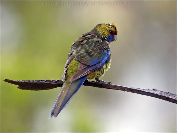 Green Rosella green_rosella_128437.psd