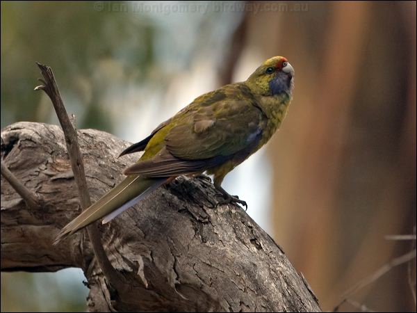 Green Rosella green_rosella_128605.psd