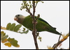 greycheekedparakeet_27265