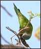 greycheekedparakeet_27710