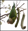 greycheekedparakeet_27811
