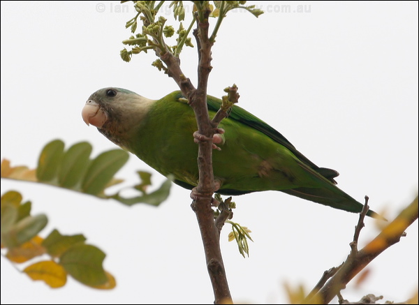Grey-cheeked Parakeet greycheekedparakeet_27265.psd