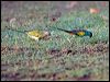 hooded_parrot_92283