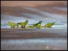 hooded_parrot_92308