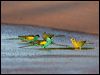 hooded_parrot_92311