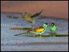 hooded_parrot_92320