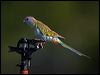 hooded_parrot_92391