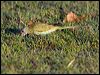 hooded_parrot_92659