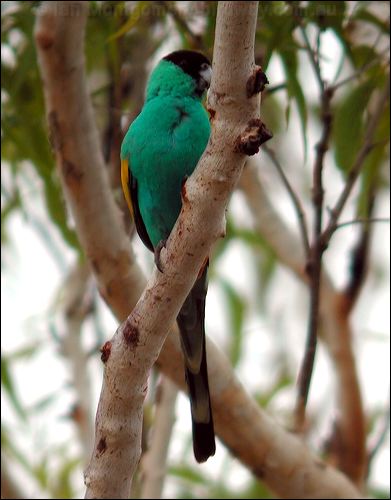 Hooded Parrot hooded_parrot_13951.psd