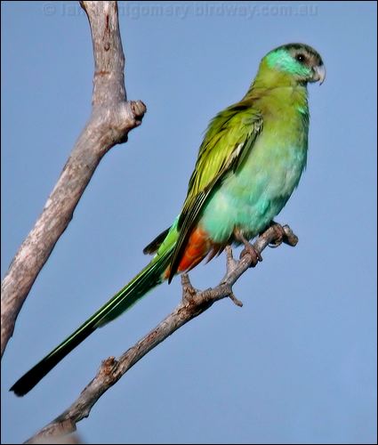 Hooded Parrot hooded_parrot_13961.psd
