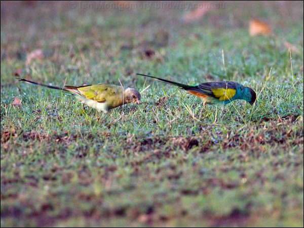 Hooded Parrot hooded_parrot_92283.psd
