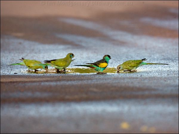 Hooded Parrot hooded_parrot_92308.psd