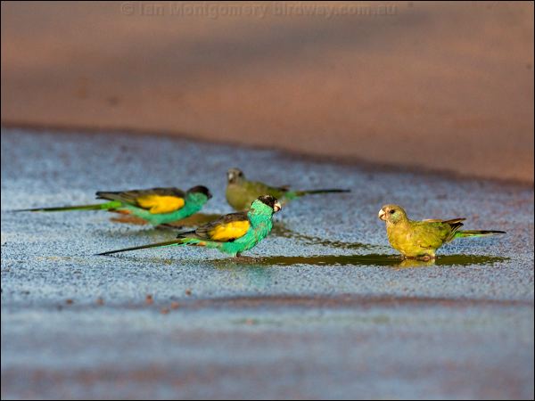 Hooded Parrot hooded_parrot_92311.psd