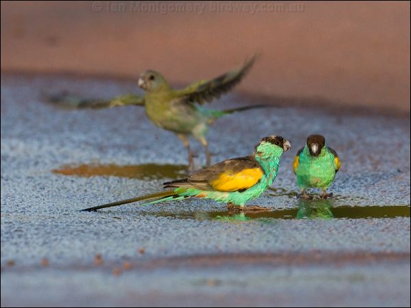 Hooded Parrot hooded_parrot_92320.psd