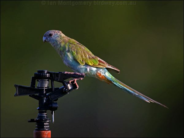 Hooded Parrot hooded_parrot_92391.psd