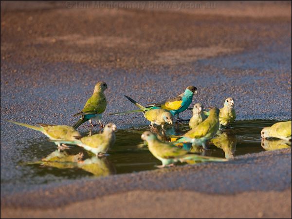 Hooded Parrot hooded_parrot_92400.psd