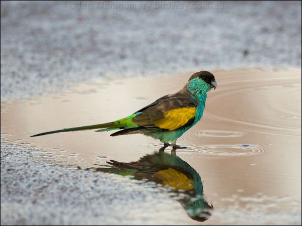 Hooded Parrot hooded_parrot_92574.psd